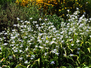 Vivers Càrex - Iris formosana 
